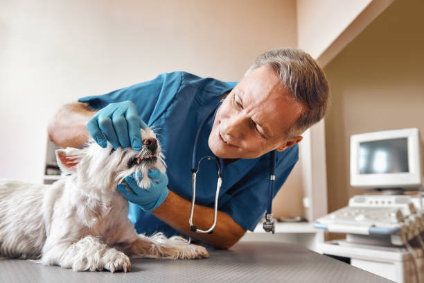 Reliable KS Emergency Dental Service Solutions